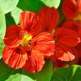 Sarkantyúka Mahogany Gleam, Tropaeolum majus, ehető virág